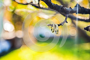 Wedding rings on a tree branch.