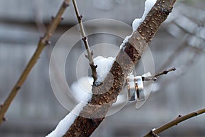 Wedding Rings on Tree Branch
