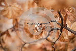 Wedding rings on tree branch