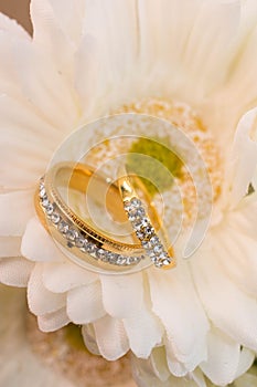 Wedding rings in white flowers