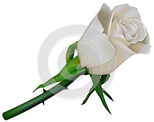 Wedding Rose White