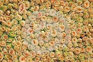 Wedding roses