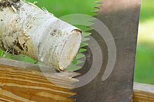 Wedding - Sawn birch tree trunk