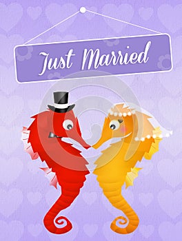 Wedding of seahorses