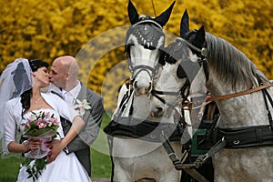 Wedding series, carriage