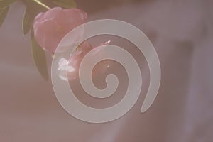 Wedding, Shower, or Sympathy Background with Oleander Blossom
