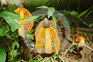 wedding veil mushroom plant is categorized as a rare plant