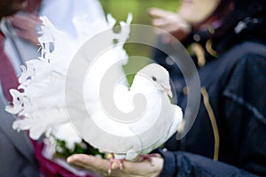 wedding white dove sits on the hand