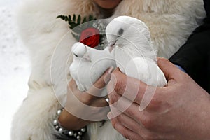 Wedding white pigeons