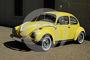 Wedding yellow beetle