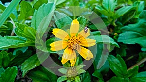 WEDELIA or Sphagneticola trilobata flower