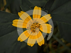 Wedelia Sphagneticola trilobata flower is beautiful