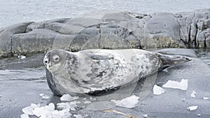 Wedell seal lounging on a rock on the Antarctic Peninsula in Antarctica