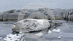 Wedell seal lounging on a rock on the Antarctic Peninsula in Antarctica