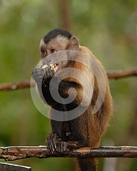 Wedge-capped capuchin