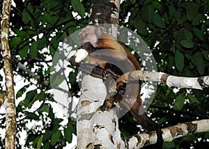 Wedge-capped capuchin