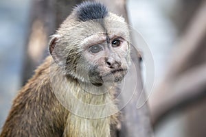 The wedge-capped capuchin (Cebus olivaceus)