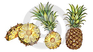 A wedge of pineapple is cut in half. Bits of exotic tropical fruit are drawn in a vintage manner. A slice of pineapple