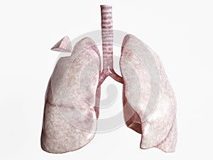 Wedge resection after severe lung disease - 1 of 4 - 3D Rendering