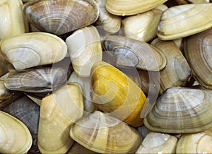 WEDGE SHELL donax trunculus