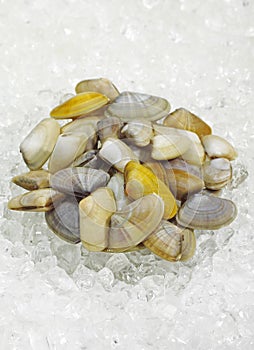 WEDGE SHELL donax trunculus ON ICE