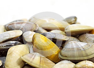 Wedge Shell, donax trunculus, Shells against White Background