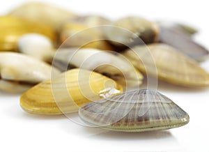 Wedge Shell, donax trunculus, Shells against White Background