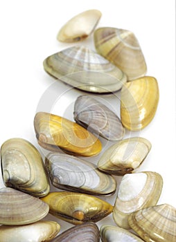 Wedge Shell, donax trunculus, Shells against White Background