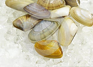 Wedge Shell, donax trunculus, Shells on Ice