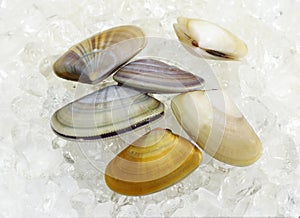 Wedge Shell, donax trunculus, Shells on Ice