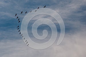 Wedge silhouettes of flying wild birds. Rio de Janeiro, Brazil