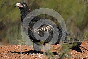 Wedge Tail Eagle