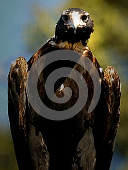 Wedge Tail Eagle