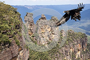 Wedge-tailed Eagle