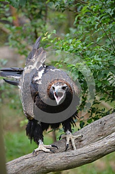 Wedge tailed eagle