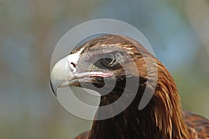 Wedge-tailed eagle photo