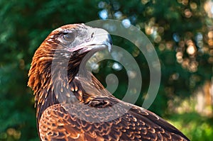 Wedge-tailed eagle photo