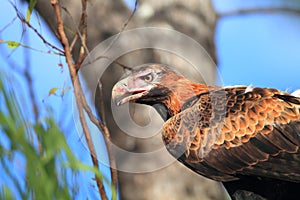 Wedge-tailed Eagle