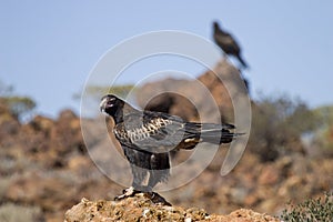 Wedge-tailed Eagle