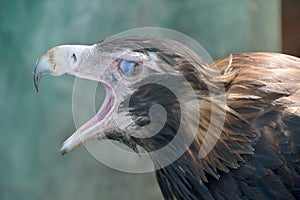 Wedge-tailed Eagle Aquila audax