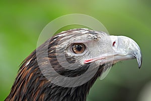 Wedge-tailed Eagle (Aquila audax)