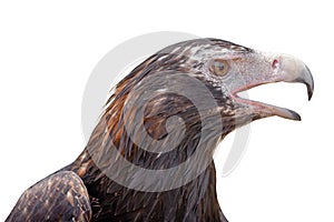 Wedge-tailed eagle Aquila audax isolated on white background