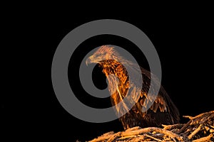 Wedge-tailed eagle & x28;Aquila audax& x29; in the nest against black background