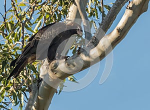 The wedge-tailed eagle (Aquila Audax) perched