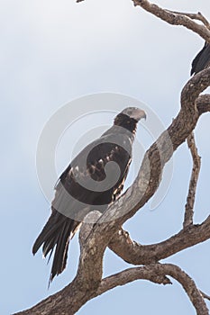 Wedge Tailed Eagle in Australia