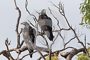 Wedge Tailed Eagle in Australia