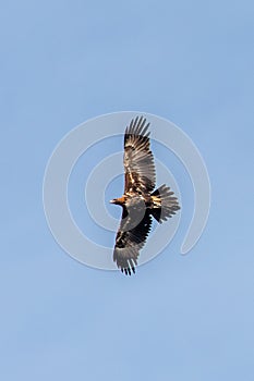 Wedge Tailed Eagle in Australia