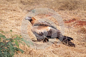 A Wedge Tailed Eagle, Australia\'s largest bird of prey, sitting next to the road