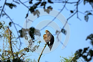 Wedge tailed Eagle, bird of prey perching on a tree looking for prey in Nepal
