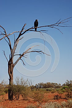 Wedge-tailed eagle on a dry tree